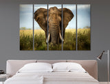 Elephant Canvas Print #8072
