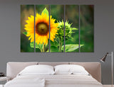 Sunflower Canvas Print #7553