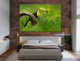 Toucan Bird Canvas Print #8022