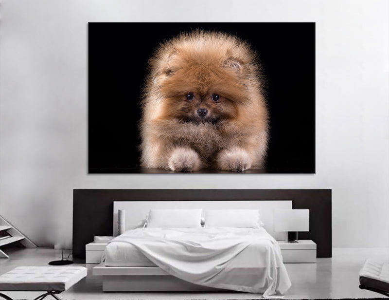 Spitz Canvas Print #8179