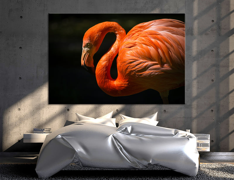 American Flamingo Canvas Print #8172