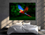 Scarlet Macaw Canvas Print #8029
