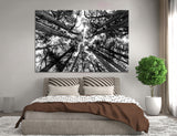 Treetops Canvas Print #7105