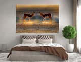 Antelopes Canvas Print #8005