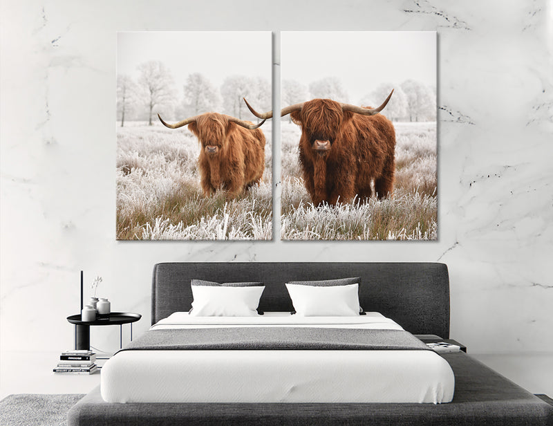 Highland Cattle Canvas Print 