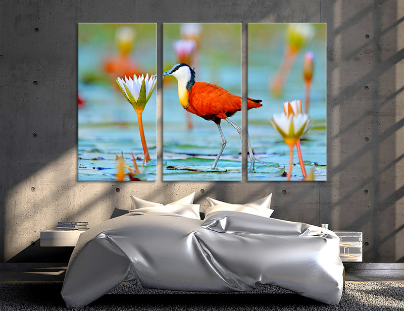 African Jacana Actophilornis Canvas Print #8036