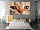 Red Cat Canvas Print #8157