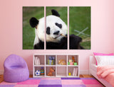 Panda Canvas Print #8186