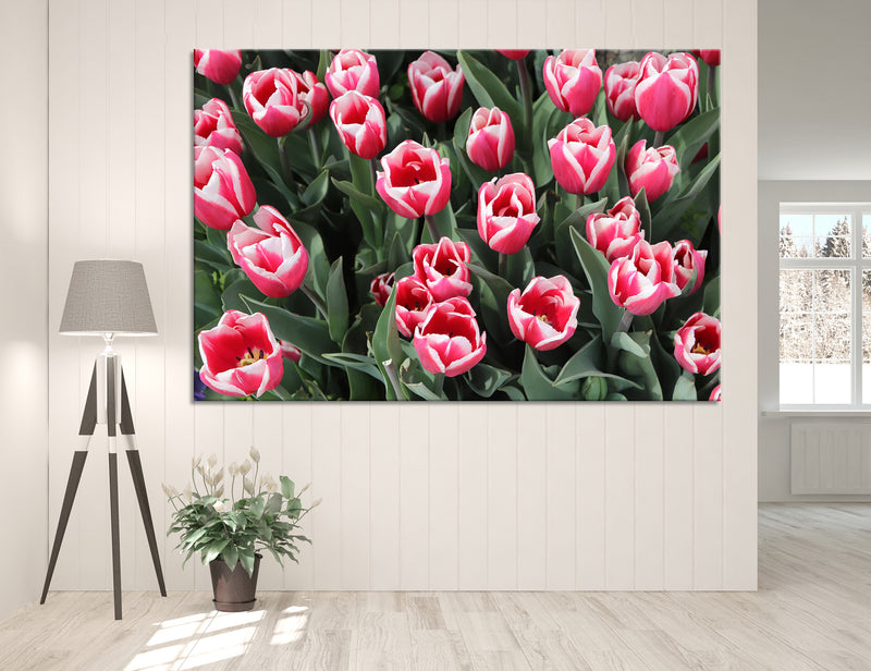 Tulip Field Canvas Print #7551