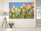 Tulips Canvas Print #7549