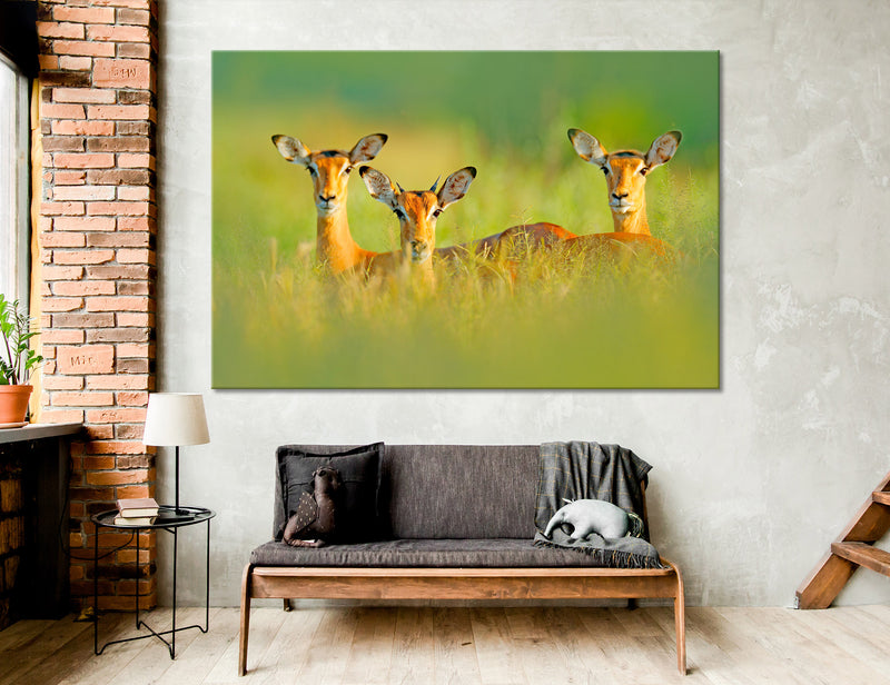 Impalas Canvas Print #8004