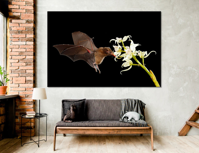 Bat Drinks Nectar Canvas Print #8046
