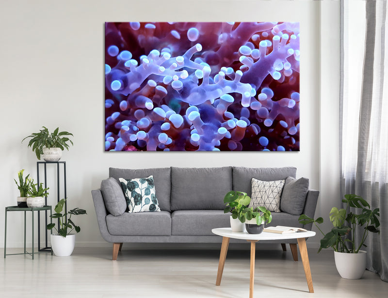 Coral Canvas Print #7044