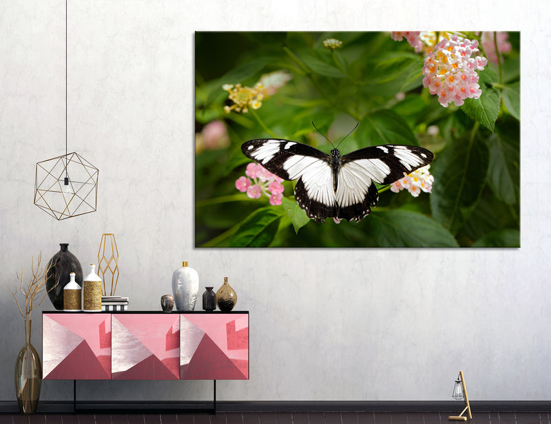 Motley Butterfly Canvas Print #8053