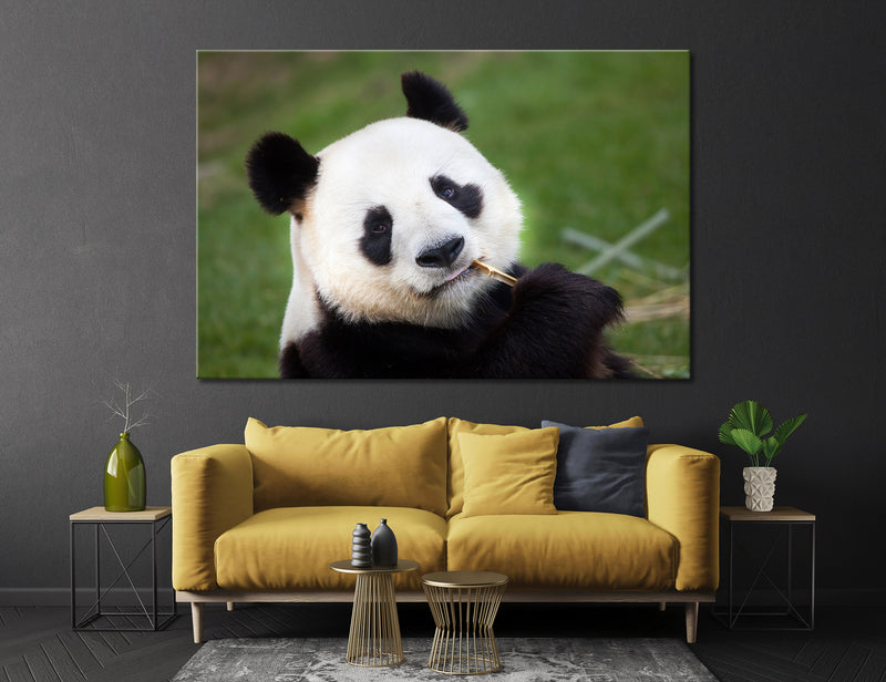 Panda Canvas Print #8186