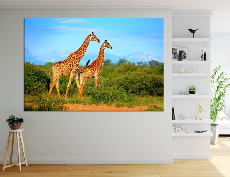 Giraffes Canvas Print #8032