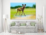 African Wild Dog Canvas Print #8026