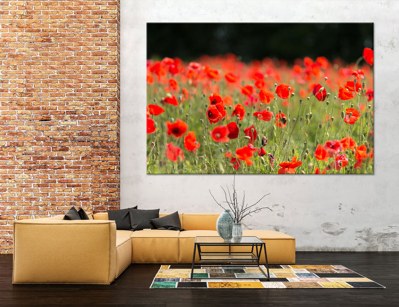 Poppy Fields Canvas Print #7548