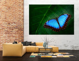 Blue Butterfly Canvas Print #8013