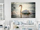 Swan Canvas Print #8159