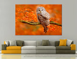 White Owl Canvas Print #8018