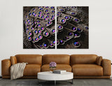 Peacock Feathers Canvas Print #8035