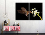 Bat Drinks Nectar Canvas Print #8046