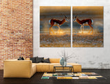 Antelopes Canvas Print #8005