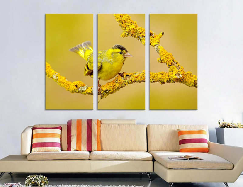 Siskin Canvas Print #8025