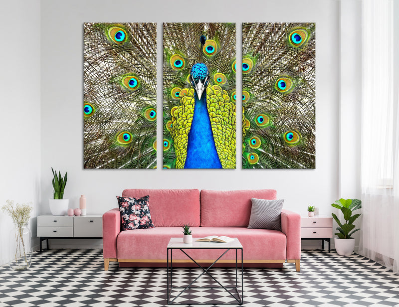 Peacock Canvas Print #8158