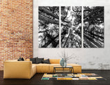 Treetops Canvas Print #7105