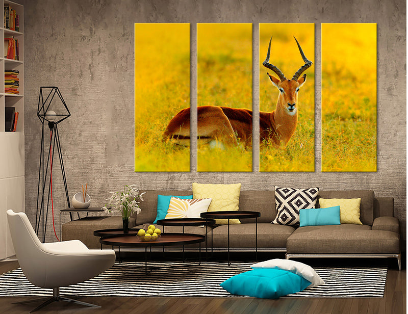 Beautiful Impala Canvas Print #8048