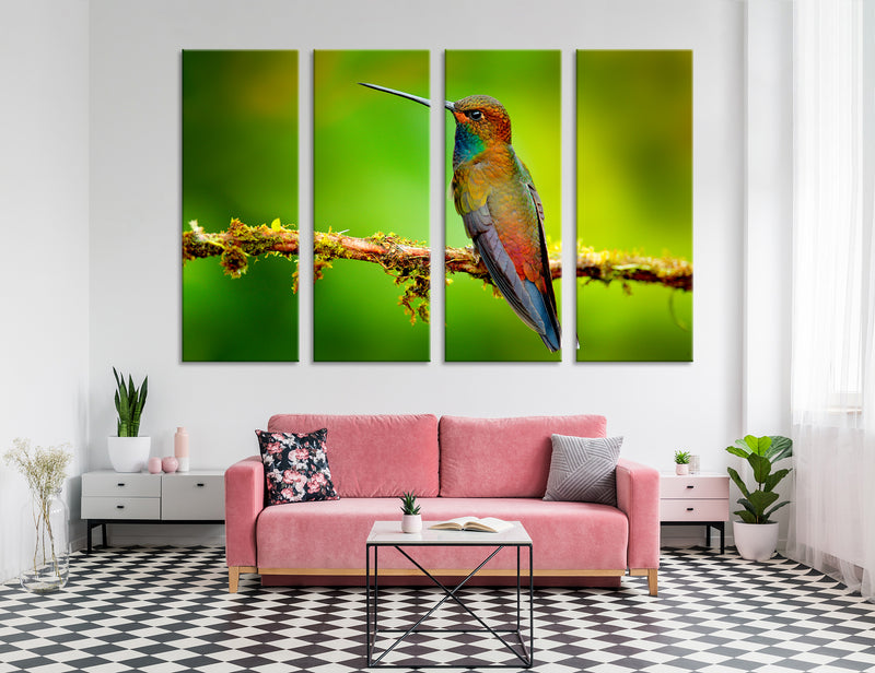Humming-bird Canvas Print #8056