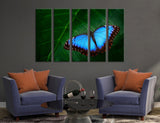 Blue Butterfly Canvas Print #8013