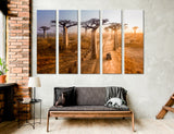Baobab Canvas Print #7560