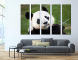 Panda Canvas Print #8186