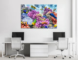 Coral Reef Canvas Print #7131