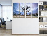 Baobab Canvas Print #7247